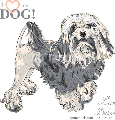 vector dog breed Lowchen 13996052