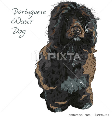 vector Portuguese Water Dog vector Portuguese Water Dog 13996054