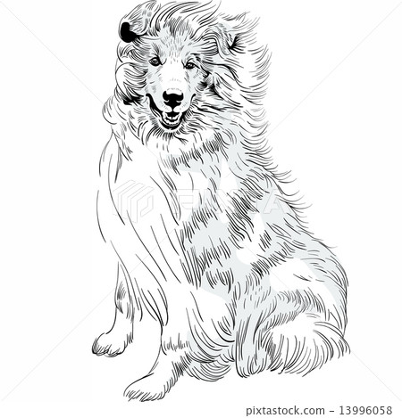 Vector sketch dog Rough Collie breed hand drawing vector Vector sketch dog Rough Collie breed hand drawing vector 13996058