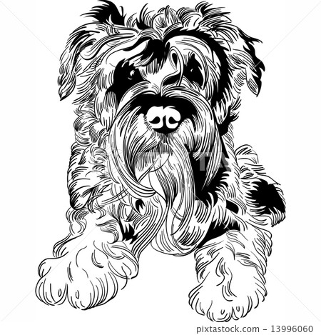 Vector sketch dog Schnauzer breed hand drawing vector 13996060
