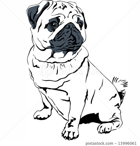 Vector sketch dog Pug breed hand drawing vector 13996061