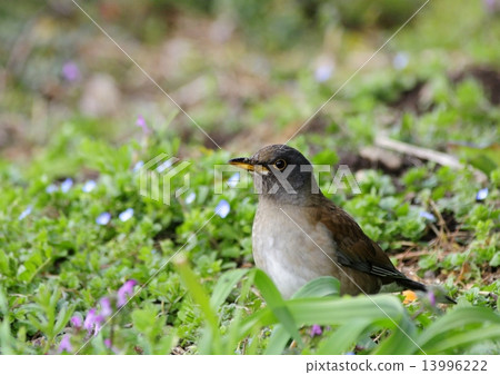 Bulbul Bulbul 13996222