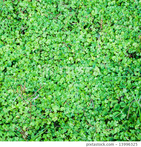 Green leaf background 13996325