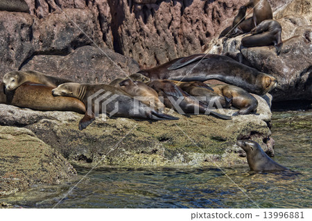 sea lion seals relaxing sea lion seals relaxing 13996881