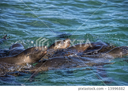 sea lion seals playing in the water 13996882