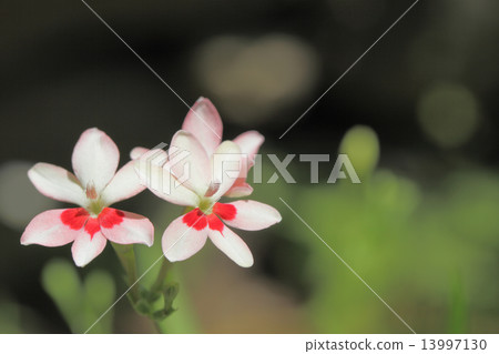 Himehiga wo flowers Himehiga wo flowers 13997130