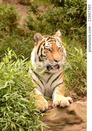 阿穆爾托拉 13997305