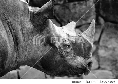 Black rose Black rose 13997306