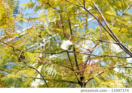 藍花楹的果實 藍花楹的果實 13997374