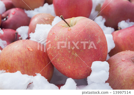 雪室蘋果 13997514