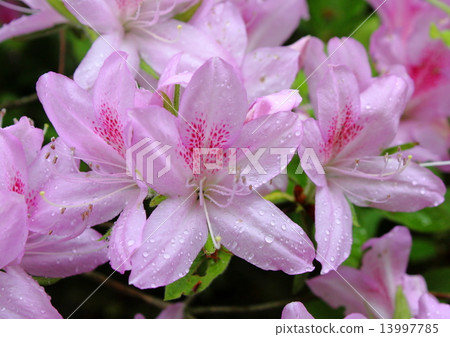 Isuien花園 13997785