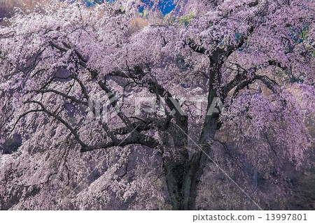 Cherry sickness Cherry sickness 13997801