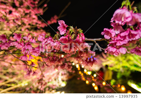 Nakijin castle cherry blossoms light up Nakijin castle cherry blossoms light up 13997935