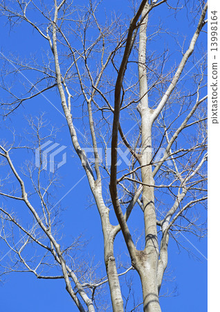 Enoki（Enoki） 13998164