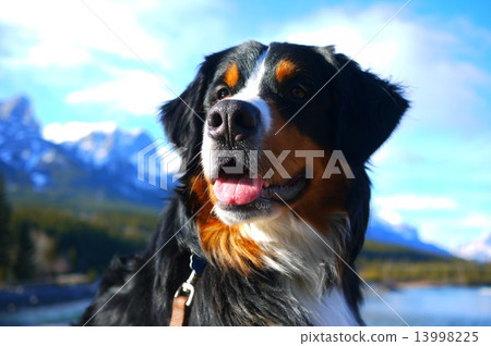 Rocky Mountain and Barneys Mountain Dog Rocky Mountain and Barneys Mountain Dog 13998225