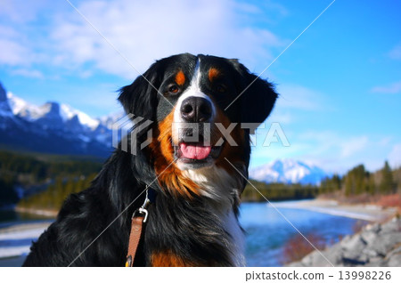 落基山脈和Barneys山狗 落基山脈和Barneys山狗 13998226