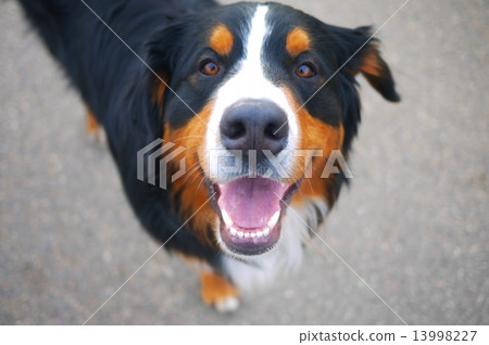 Happy Dog Happy Dog 13998227