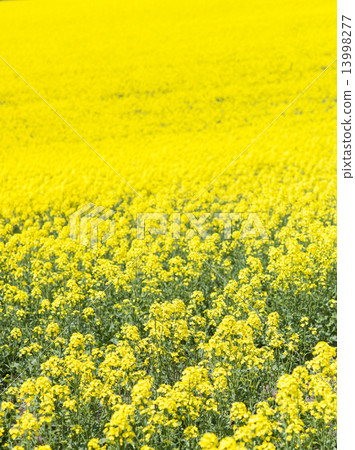 強姦開花 13998277