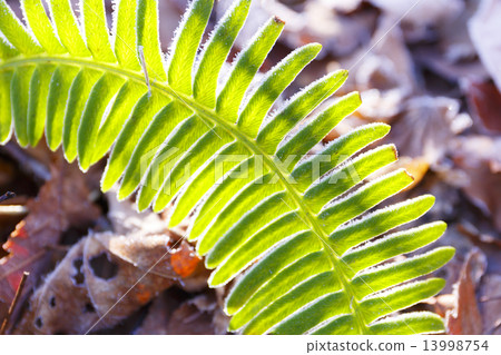 冬天的訪問（霜凍） 13998754