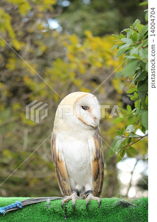 倉owl 14004704