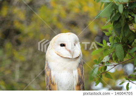 倉owl 倉owl 14004705