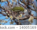 I say Uguits to plum but it is mezzo 14005169