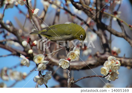 I say Uguits to plum but it is mezzo I say Uguits to plum but it is mezzo 14005169
