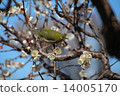I say Uguits to plum but it is mezzo 14005170