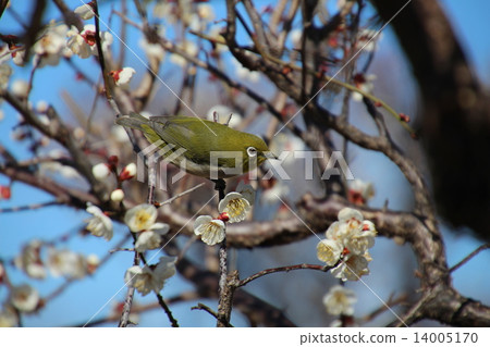 I say Uguits to plum but it is mezzo 14005170