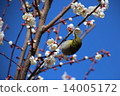 I say Uguits to plum but it is mezzo 14005172