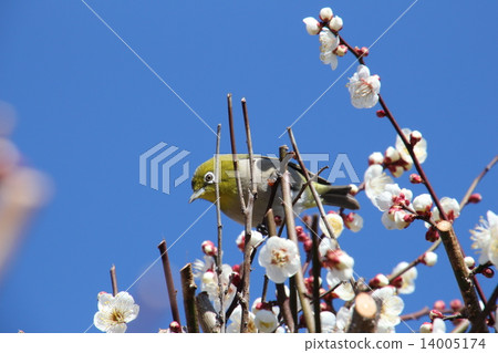 I say Uguits to plum but it is mezzo 14005174