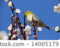 I say Uguits to plum but it is mezzo 14005179
