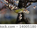 I say Uguits to plum but it is mezzo 14005180