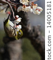 I say Uguits to plum but it is mezzo 14005181