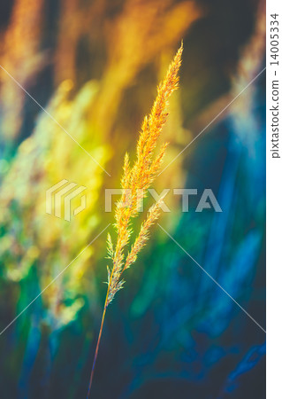 Dry Yellow Grass Field Meadow 14005334