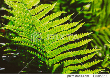 Fresh Green Fern Leaves 14005335