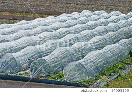 Tunnel cultivation Tunnel cultivation 14005369