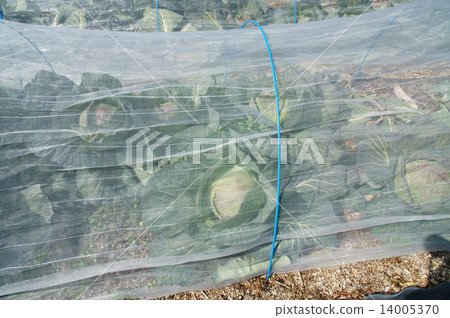 Cabbage cultivation Cabbage cultivation 14005370