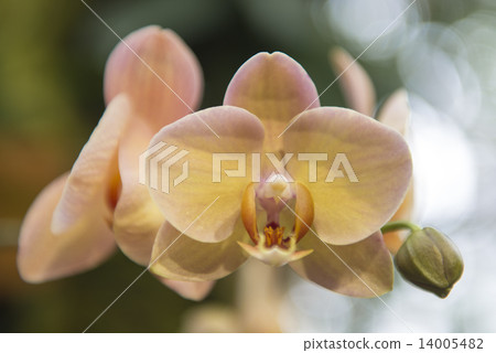 蘭花花 蘭花花 14005482