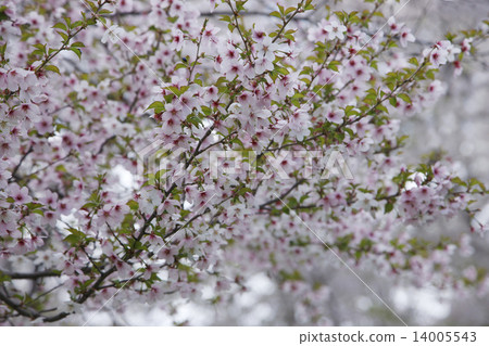 Chishima Sakura Chishima Sakura 14005543