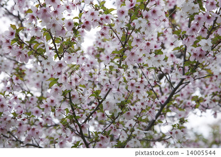 Chishima Sakura Chishima Sakura 14005544