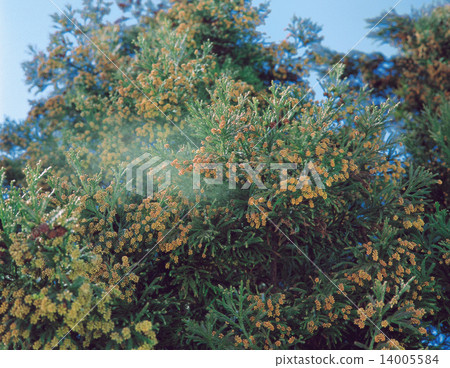 Cedar Pollen 14005584