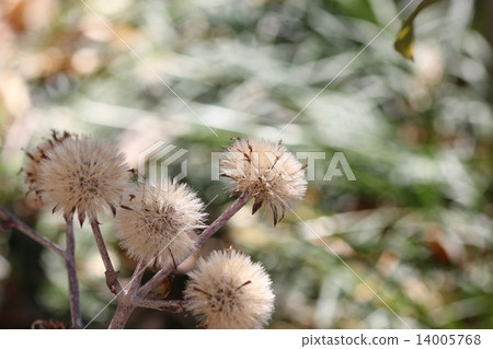 慢慢蓬鬆的01 14005768