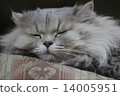 Persian chinchillas are the silver in the shade 14005951