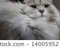Persian chinchillas are the silver in the shade 14005952