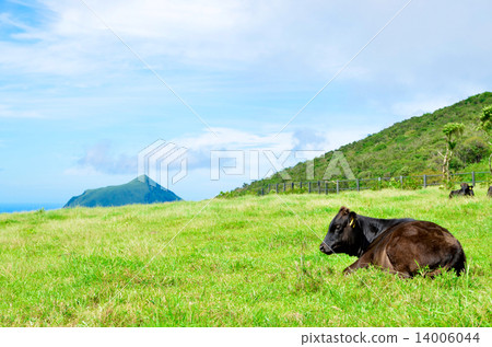Wagyu of Hachijojima 14006044