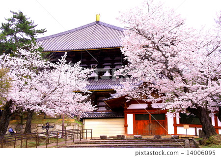 東大寺佛像（奈良）櫻花盛開在走廊前 14006095