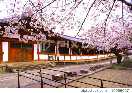Todaiji Temple Buddha statue (Nara) Cherry blossoms blooming in front of the corridor Todaiji Temple Buddha statue (Nara) Cherry blossoms blooming in front of the corridor 14006097