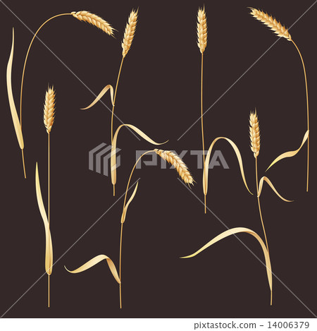 Wheat ears 14006379