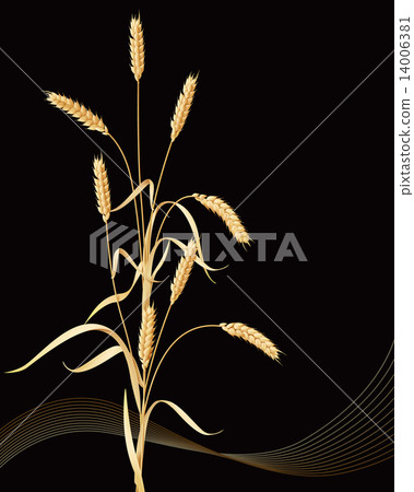 Wheat ears sheaf Wheat ears sheaf 14006381